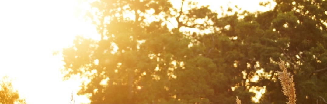 banner image